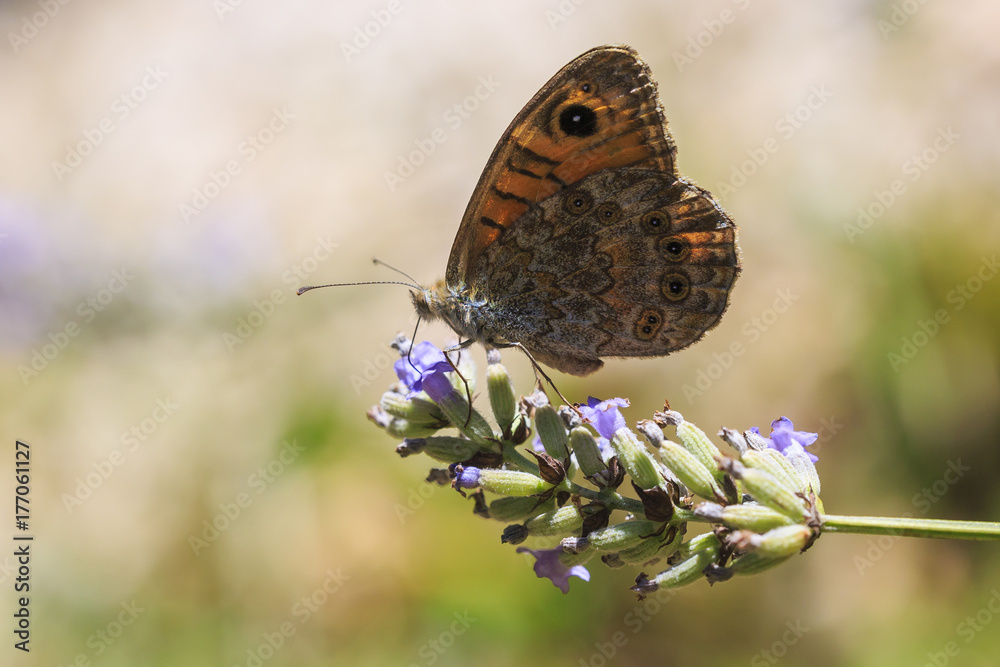 Obraz premium The large wall brown butterfly, Lasiommata maera, pollinating on purple Lavender flower with wings open