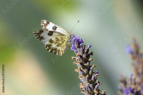 Eastern Bath white, Pontia edusa, butterfly feeding on Lavender