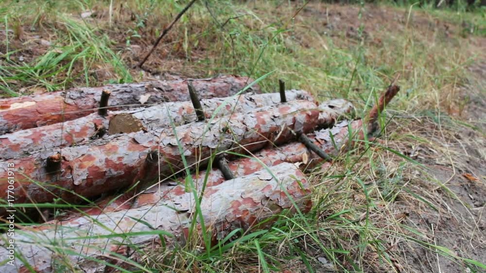 Huge logs from felled trees lie in forest on ground.Folded trees on the ground.Stump from newly felled tree. The problem of deforestation. Huge logs from felled trees lie in forest on ground.Folded trees on the ground.Stump from newly felled tree. The problem of deforestation.