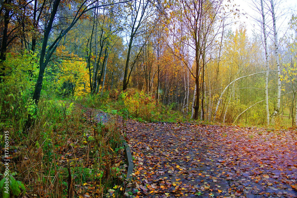 Park in Moscow during the fall of leaves. Bright colors of nature. Autumn 2017 Park in Moscow during the fall of leaves. Bright colors of nature. Autumn 2017
