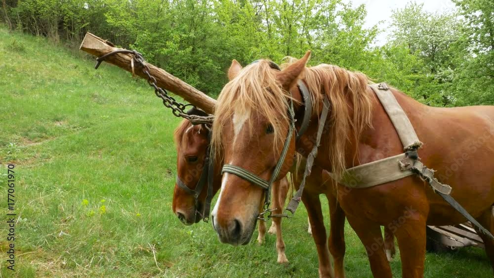 Old village horses on the meadow Old village horses on the meadow