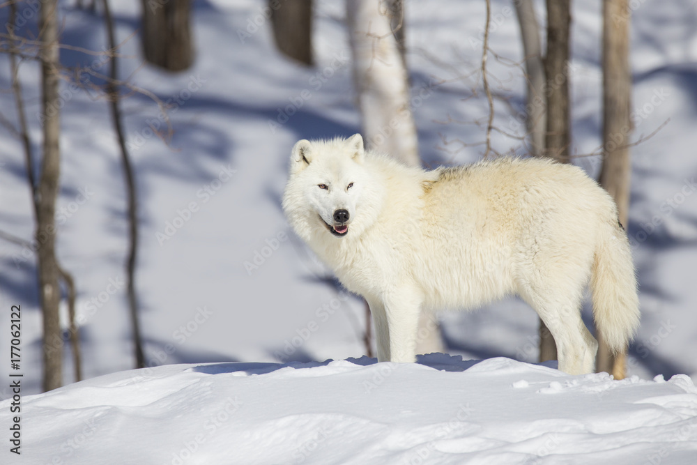 Obraz premium Arctic wolf in winter