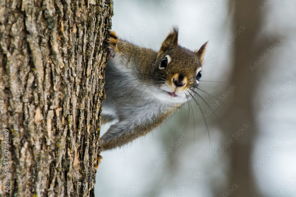 Squirrel on Tree Squirrel on Tree