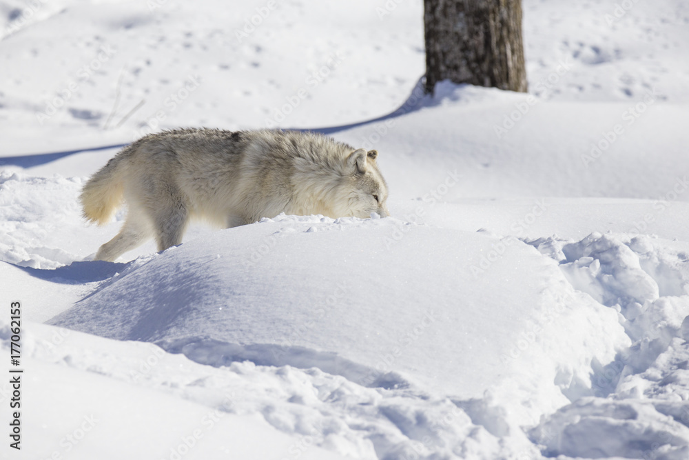 Obraz premium Arctic wolf in winter