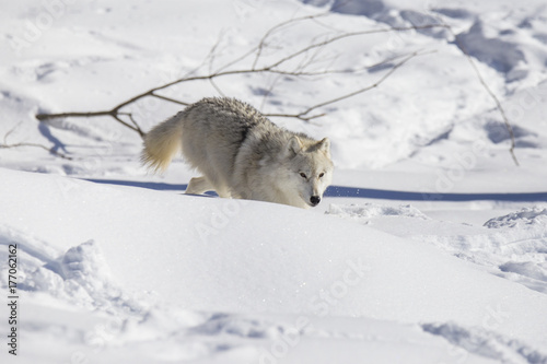 Arctic wolf in winter © Mircea Costina