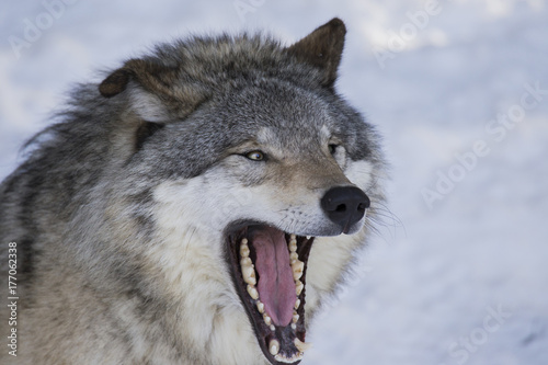 Fototapeta Naklejka Na Ścianę i Meble -  Timber wolf in winter