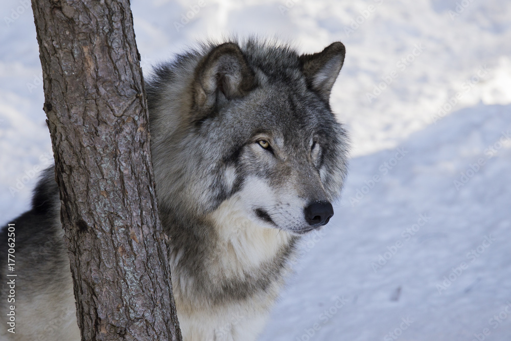 Fototapeta premium Timber wolf in winter