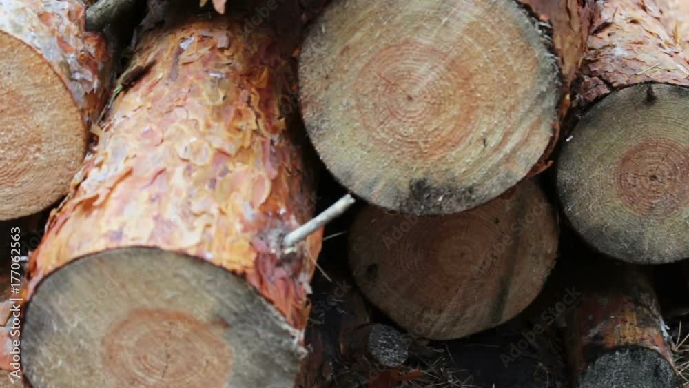 Folded trees on the ground.The problem of deforestation.Huge logs from felled trees lie in forest on ground.Stump from newly felled tree Folded trees on the ground.The problem of deforestation.Huge logs from felled trees lie in forest on ground.Stump from newly felled tree