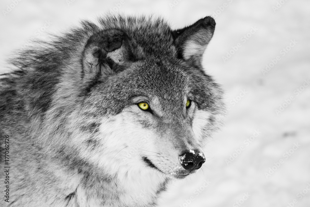 Fototapeta premium Wilk leśny zimą, czarno-biały