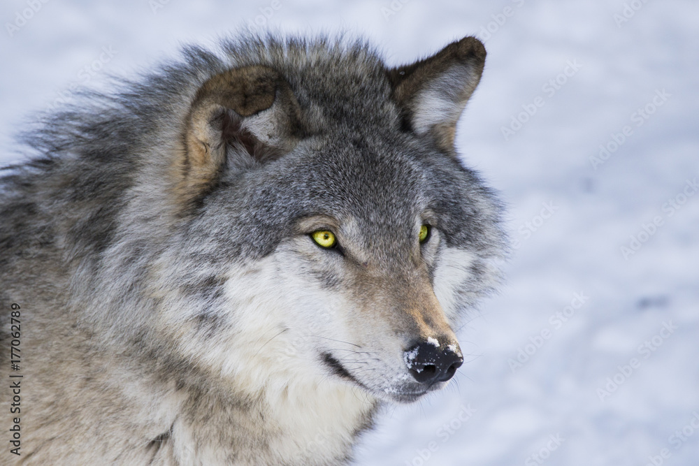 Timber wolf in winter