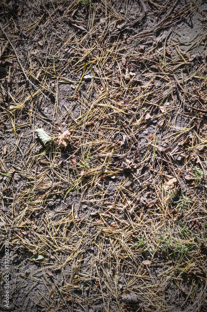 fir-tree needles on the ground in dirt at autumn. background, texture.