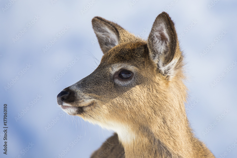 Fototapeta premium whitetail deer in winter