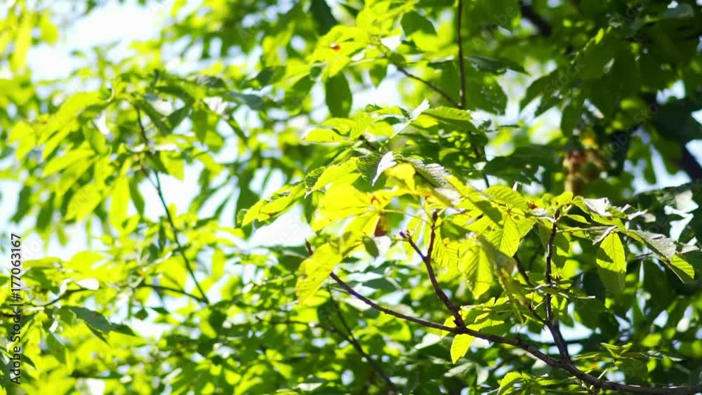Beautiful green leaves and red berries on the tree. Beautiful green leaves and red berries on the tree.