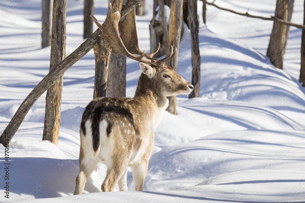 fallow deer in winter fallow deer in winter