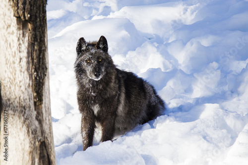 black wolf in winter © Mircea Costina