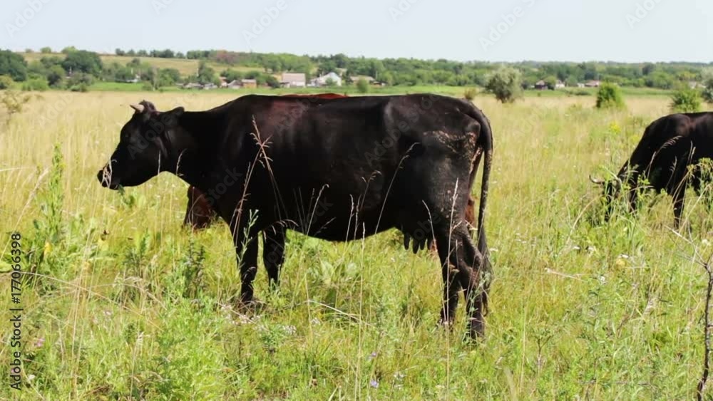 Dairy cows eat grass on summer meadow Dairy cows eat grass on summer meadow