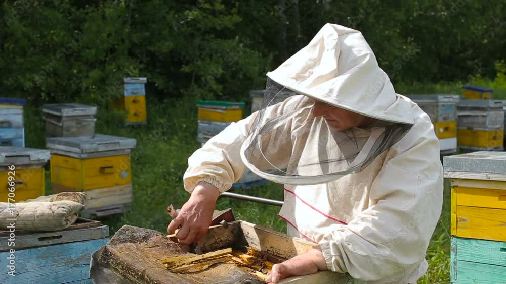 The Beekeeper in australian, canadian, european white suit works with a bee colony, bees on an apiary in a forest, on a clearing. Gets the frame out of the case. The Beekeeper in australian, canadian, european white suit works with a bee colony, bees on an apiary in a forest, on a clearing. Gets the frame out of the case.