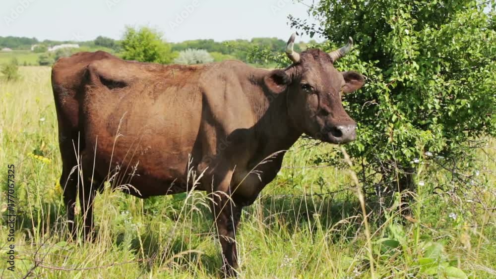Very beautiful unusual ash color of the cow grazes and looks into the lens of video camera Very beautiful unusual ash color of the cow grazes and looks into the lens of video camera