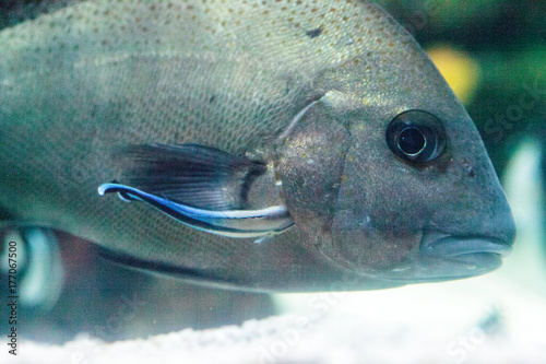 Bluestreak cleaner wrasse Labroides dimidiatus photo