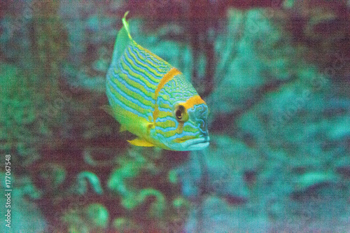 Blue and orange sweetlips fish Plectorhinchus chrysotaenia photo