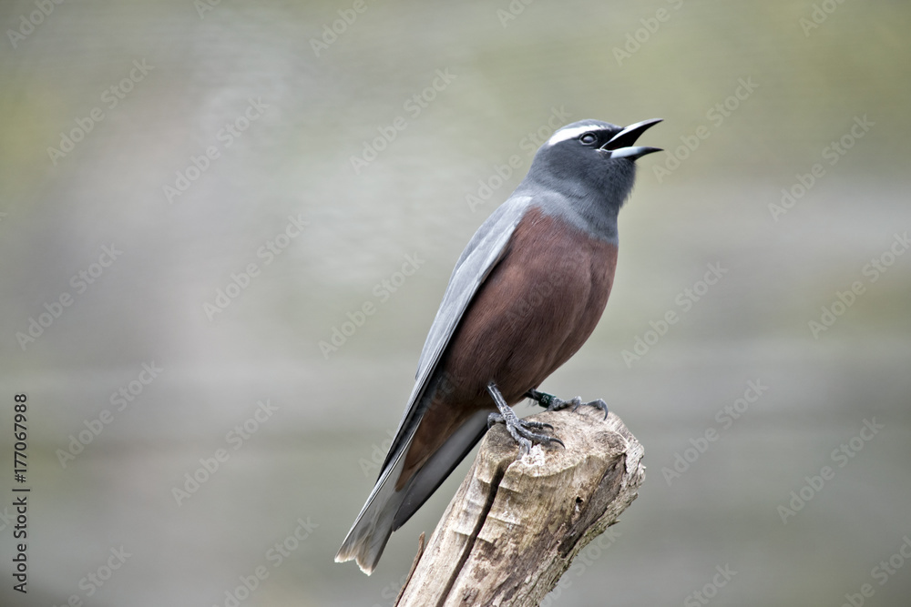 Fototapeta premium white browed woodswallow