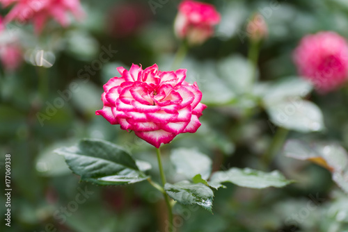 Pink roses flower blossom in a garden,decoration flowers