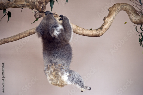 Fototapeta Naklejka Na Ścianę i Meble -  koala just hanging on