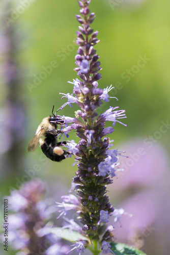 Bumblebee on Virginia Waterleaf 