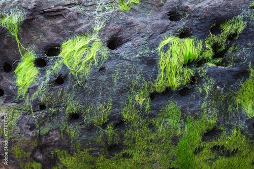 Beautiful moss like plant in driftwood
