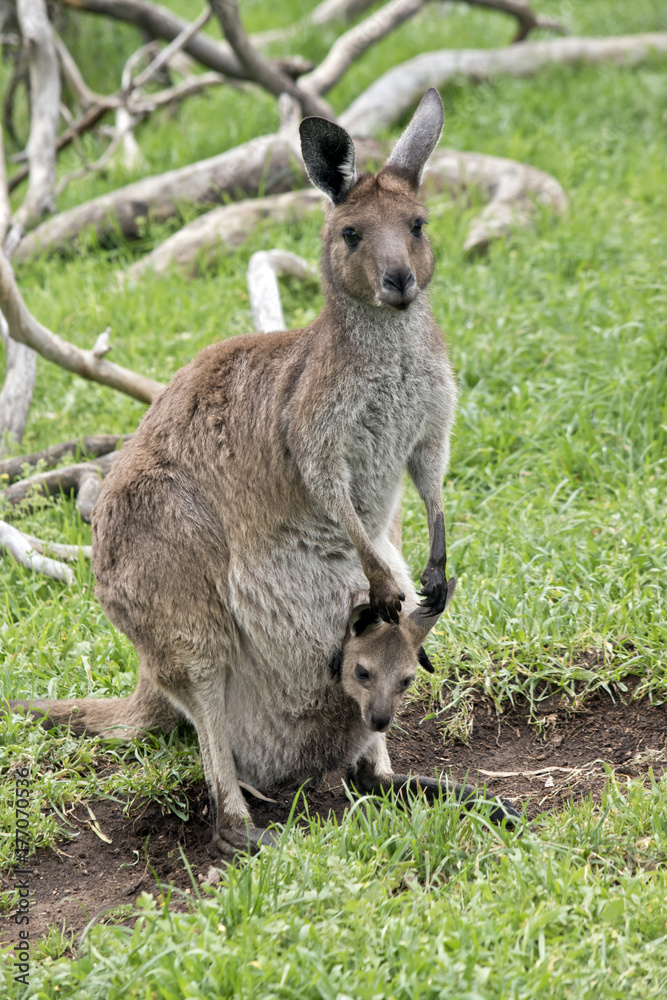 kangaroo-Island kangaroo and joey