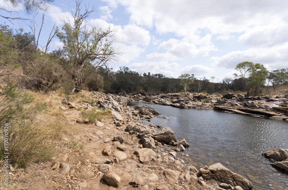 Swan riverbank