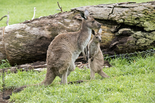 eastern grey kangaroo and joey