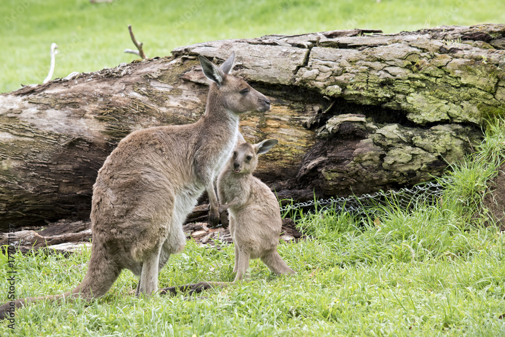 Fototapeta premium eastern grey kangaroo and joey