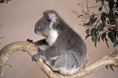 Fototapeta Naklejka Na Ścianę i Meble -  koala