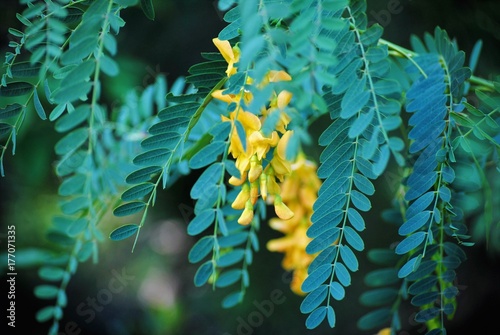 Yellow Flowers