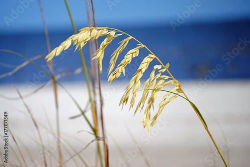 Wheat  Grass