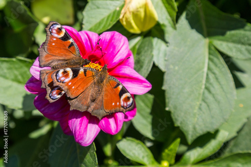 Two peacock butterflies on the same flower. Googd for ilustrating competition or greed. Copy space. photo