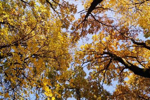 Obraz na płótnie Yellow autumn colors on a fine day w salonie