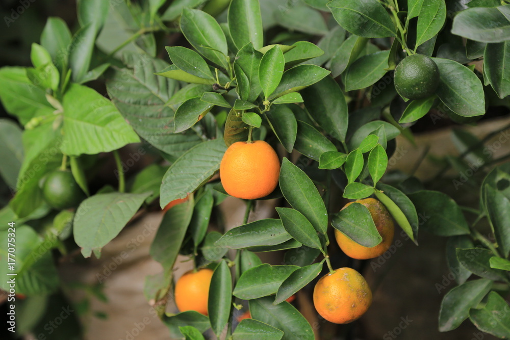 fresh orange fruit tree