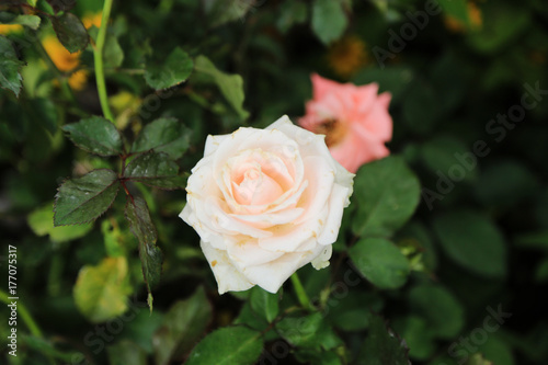 beautiful rose flower