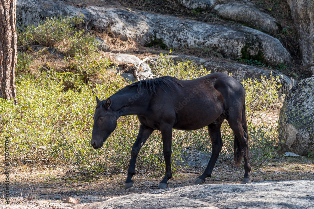 Wild Horses
