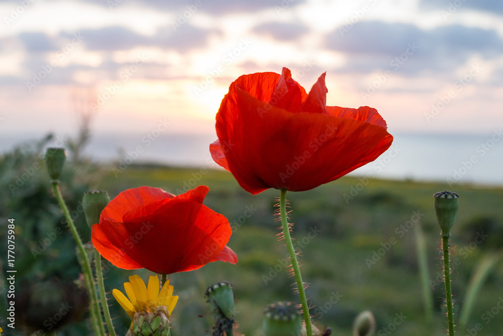 Naklejka premium Landscape: Flowering scarlet poppies on the seashore.