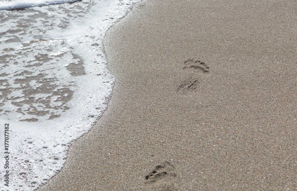 foot prints at the beach foot prints at the beach