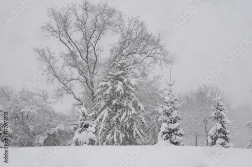 trees in a snow storm