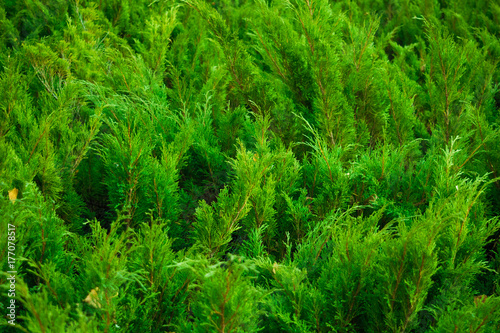 Background of junipers branches with green needles.