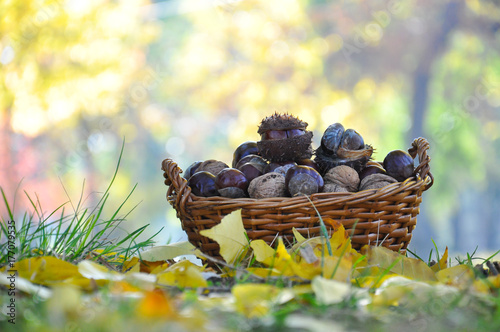 Basket with chestnuts and walnuts. Nuts in basket on floor in autumn