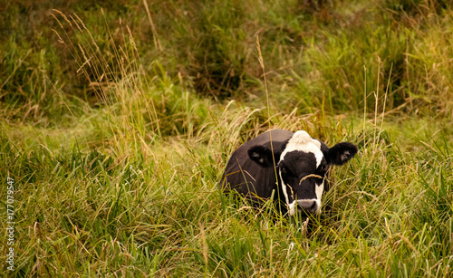 Cow in the Grass