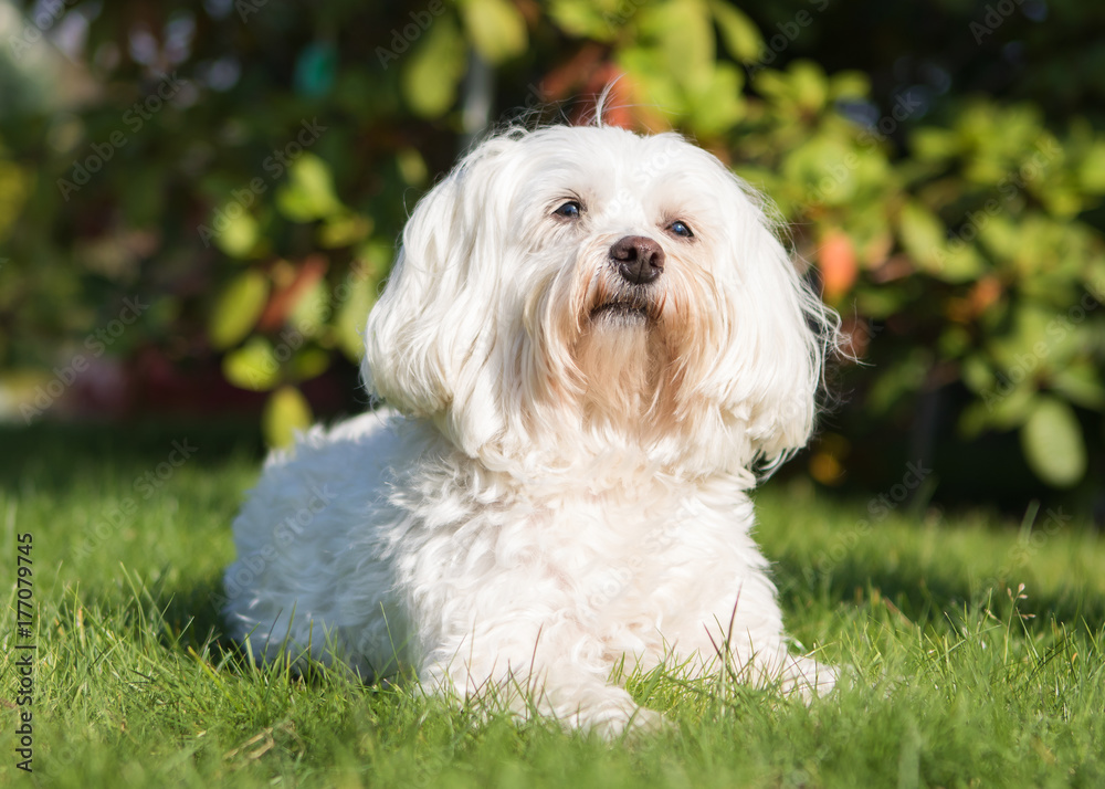 Havanese dog