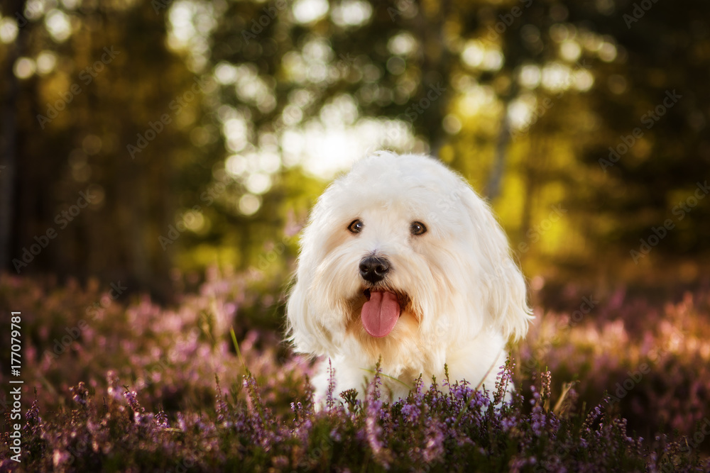 Havanese dog