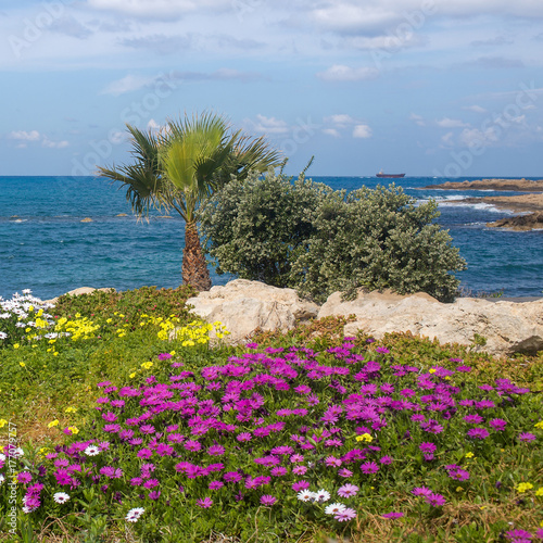 Landscape: Purple flowers on the beach. Paphos, Cyprus.